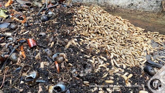 Pengelolaan sampah organik untuk pakan maggot. Foto: Dini Jembar Wardani