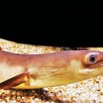 Ikan sidat. Foto: Shutterstock