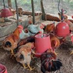 Maggot sebagai pakan ternak dapat mendukung ketahanan pangan. Foto: Freepik