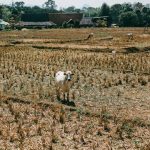 Ilustrasi kerentanan pangan. Foto: Freepik