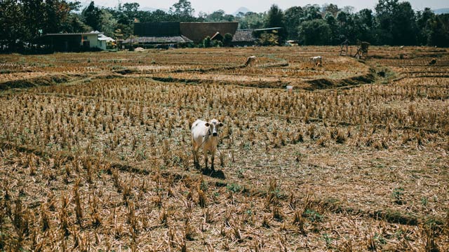 Ilustrasi kerentanan pangan. Foto: Freepik