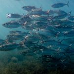 Ikan kembung lelaki (rastrelliger kanagurta). Foto: Inaturalist