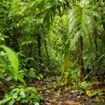 Penurunan penyerap karbon dapat memperburuk dampak pemanasan global. Foto: Freepik