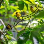 Konten konservasi berperan penting membangkitkan optimisme publik untuk terus mendukung pelestarian satwa dan tumbuhan. Foto: Freepik