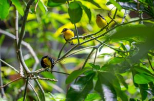 Konten konservasi berperan penting membangkitkan optimisme publik untuk terus mendukung pelestarian satwa dan tumbuhan. Foto: Freepik