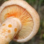 Jamur Saffron Milkcap. Foto: Inaturalist
