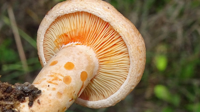 Jamur Saffron Milkcap. Foto: Inaturalist