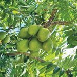 Kedondong (Spondias dulcis). Foto: Inaturalist