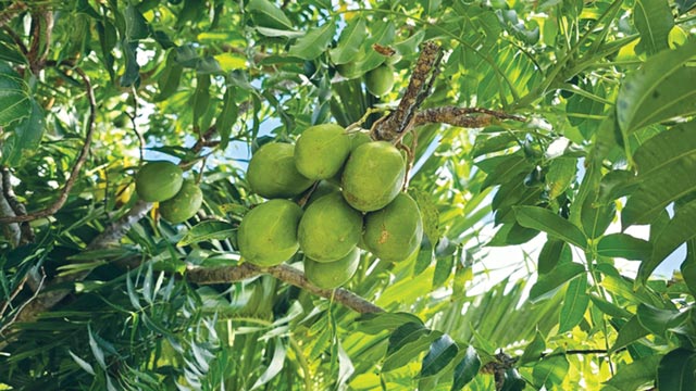 Kedondong (Spondias dulcis). Foto: Inaturalist