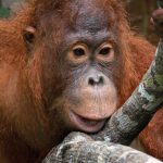 Peneliti BRIN mengukur tingkat stres orang utan melalui analisis feses. Foto: Freepik