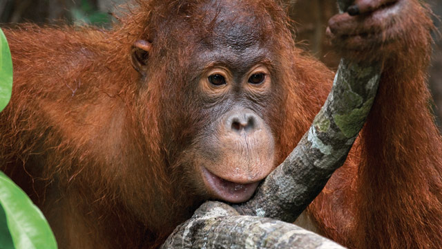 Peneliti BRIN mengukur tingkat stres orang utan melalui analisis feses. Foto: Freepik