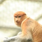 Bekantan. Foto: BRIN