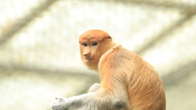 Bekantan. Foto: BRIN