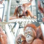 Pelepasliaran enam orang utan di TN Bukit Baka Bukit Raya. Foto: BOS Foundation