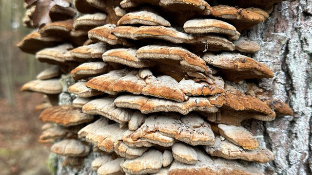 Alder Bracket. Foto: Inaturalist