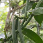 Vanili. Foto: Inaturalist