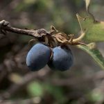 Honeyberry. Foto: Inaturalist