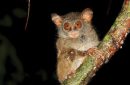 Tarsius supriatna. Foto: Inaturalist