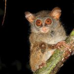 Tarsius supriatna. Foto: Inaturalist