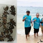 Tim Ahli IPB merancang rumah penyu di Pulau Rambut. Foto: Berita IPB