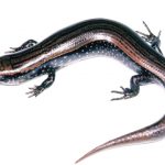 Spesies kadal baru. Foto: Zootaxa