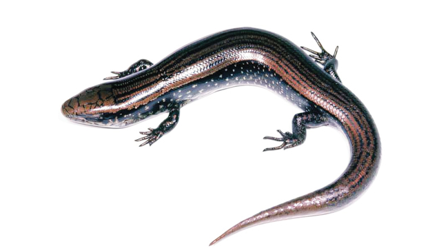 Spesies kadal baru. Foto: Zootaxa