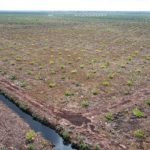 Walhi menilai program kehutanan masih tunduk pada kepentingan korporasi. Foto: Walhi