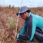 Tanam ribuan pohon jadi cara warga Jati Mulyo Jambi pulihkan lahan gambut. Foto: Belantara Foundation