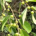 Kenidai. Foto: Inaturalist