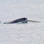 Narwhal. Foto: Inaturalist