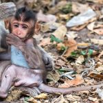 Ilustrasi bayi monyet. Foto: Freepik