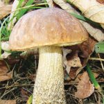 Leccinum scabrum. Foto: Inaturalist
