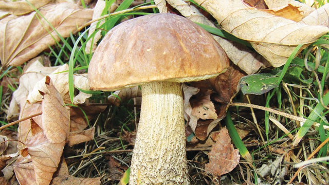 Leccinum scabrum. Foto: Inaturalist