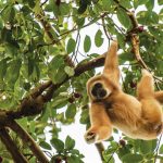 Hylobates lar (ungko lengan putih sumatra). Foto: Inaturalist