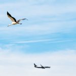 Bird strike dapat menyebabkan kecelakaan pesawat. Foto: Freepik