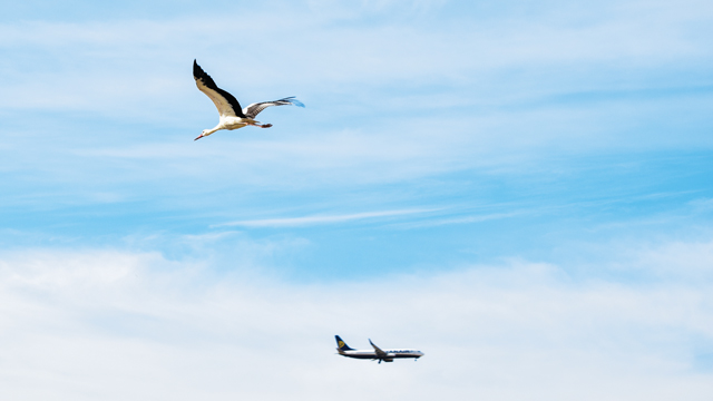 Bird strike dapat menyebabkan kecelakaan pesawat. Foto: Freepik