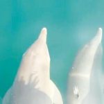 Kemunculan lumba-lumba di laut Jakarta. Foto: DLH DKI