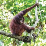 BKSDA Kaltim melepasliarkan empat orang utan. Foto: Kemenhut