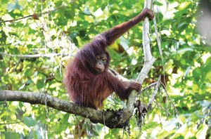 BKSDA Kaltim melepasliarkan empat orang utan. Foto: Kemenhut
