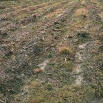 Ilustrasi alih fungsi lahan. Foto: Freepik