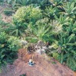 Ilustrasi perluasan sawit. Foto: Freepik