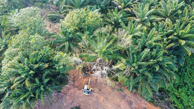 Ilustrasi perluasan sawit. Foto: Freepik