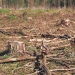 Pemerintah berencana membuka 20 juta hektare hutan untuk kebutuhan pangan dan energi. Foto: Freepik