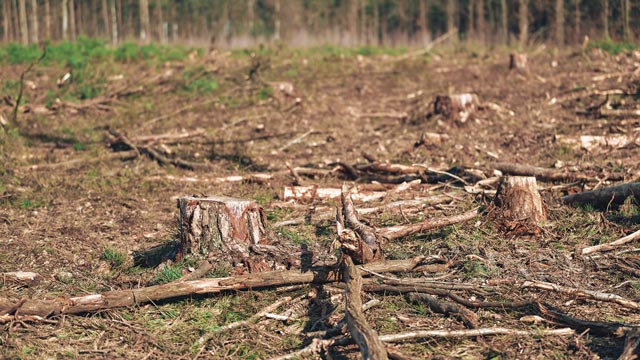 Pemerintah berencana membuka 20 juta hektare hutan untuk kebutuhan pangan dan energi. Foto: Freepik