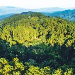 Presiden Prabowo Subianto menerbitkan Peraturan Presiden (Perpres) Nomor 5 Tahun 2025 tentang Penertiban Kawasan Hutan. Foto: Freepik