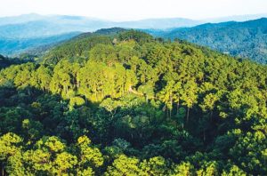 Presiden Prabowo Subianto menerbitkan Peraturan Presiden (Perpres) Nomor 5 Tahun 2025 tentang Penertiban Kawasan Hutan. Foto: Freepik