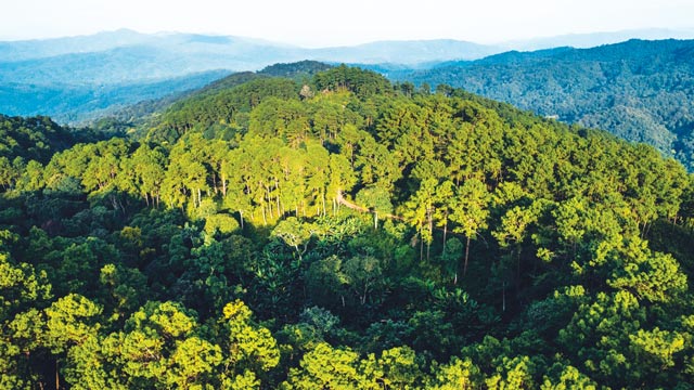 Presiden Prabowo Subianto menerbitkan Peraturan Presiden (Perpres) Nomor 5 Tahun 2025 tentang Penertiban Kawasan Hutan. Foto: Freepik