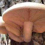 Jamur Hypsizygus ulmarius. Foto: Inaturalist