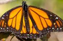 Kupu-kupu Monarch. Foto: Inaturalist