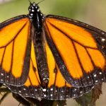 Kupu-kupu Monarch. Foto: Inaturalist
